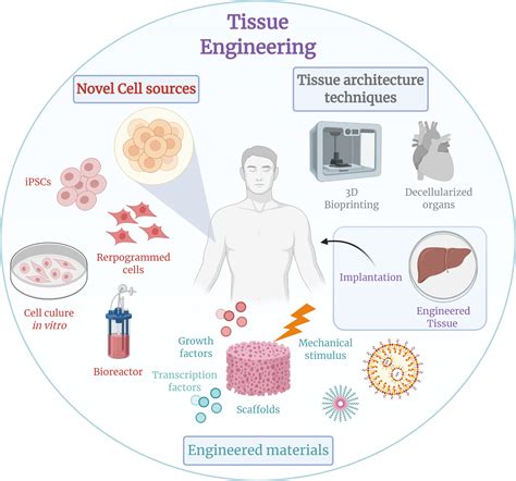 Tissue engineering upsc | What is Tissue engineering? | What are ...