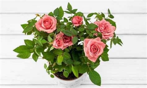 Roses In Pot: Caring And Planting A Rose In A Pot