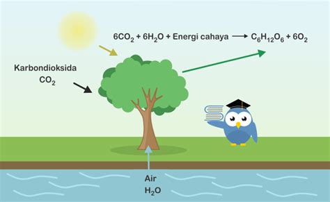 Proses Fotosintesis Beserta Hasil Reaksi Dan Rumusnya | Siswapedia