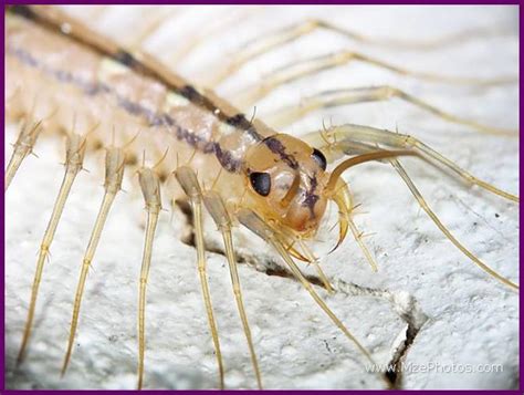 baby house centipede bite - Sydney Driscoll