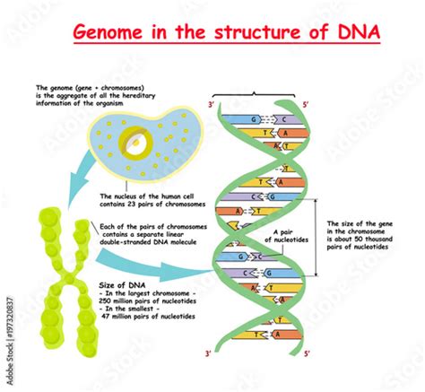 Genome in the structure of DNA. genome sequence. Telomere is a repeating sequence of double ...