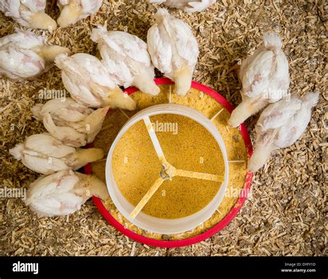 Baby Chicks Feeding Stock Photo - Alamy