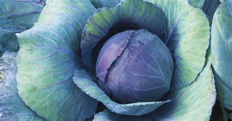 9 of the Best Cabbage Varieties | Gardener's Path