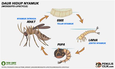 Daur Hidup Nyamuk (Gambar Poster Metamorfosis) - Penulis Cilik