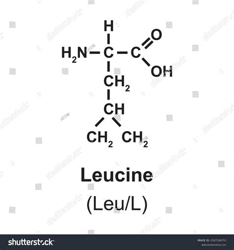 Leucine Amino Acid Chemical Structurevector Illustration Stock Vector ...