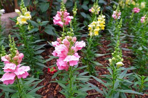 23 of the Best Snapdragon Varieties to Grow at Home