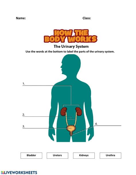 Body Systems Label worksheet | Human body systems, Body systems, Worksheets