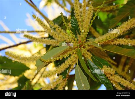 Sweet chestnut tree flowers hi-res stock photography and images - Alamy