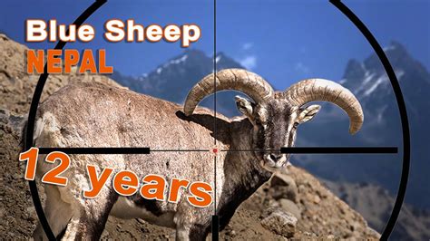 Blue sheep hunting in Népal // Chasse au Bharal au Népal // 2021 - YouTube