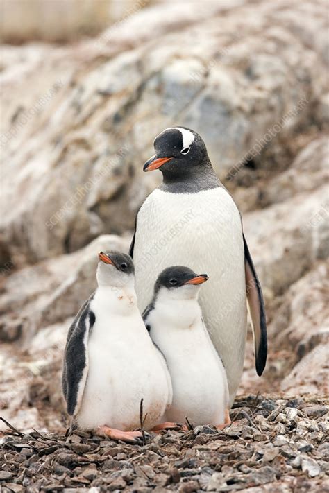 Gentoo penguin and chicks - Stock Image - Z808/0186 - Science Photo Library