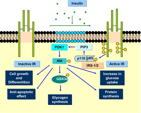 Insulin Pathway Cell Signaling