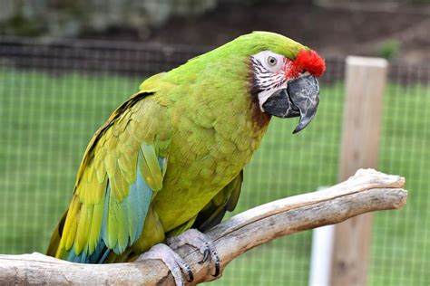 Military Macaw | The Maryland Zoo