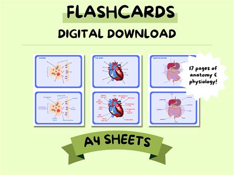 17 Anatomy & Physiology Diagrams Flashcards A-level Nursing Notes - Etsy