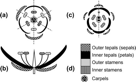 Floral diagram of typical actinomorphic trimerous monocot flower with... | Download Scientific ...