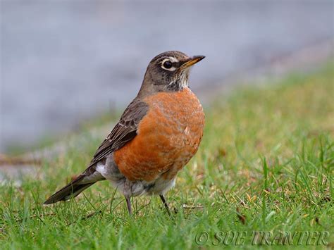 American Robin Facts and Pictures | The Wildlife