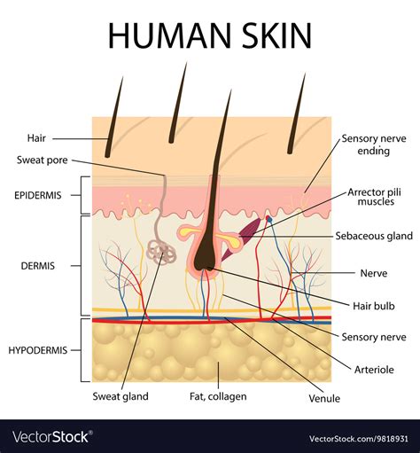 Human skin anatomy Royalty Free Vector Image - VectorStock