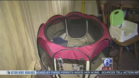 Baby attacked by ferrets in Pennsylvania home - ABC7 Los Angeles