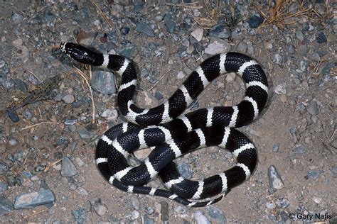 Lampropeltis californiae (California kingsnake)