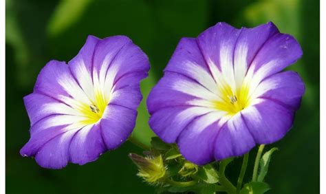 Rampicanti con i fiori - CasaFacile