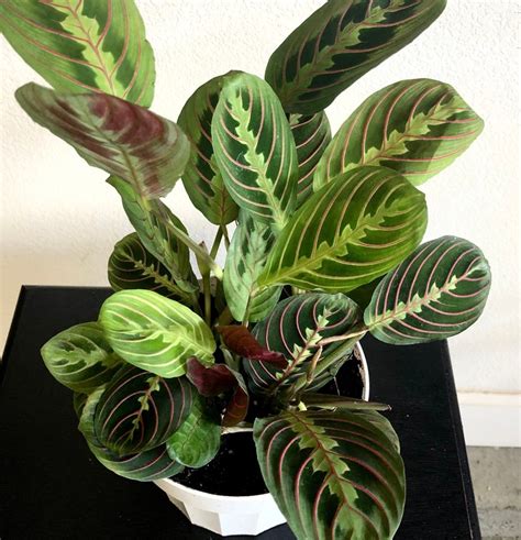 Maranta Red Prayer Plant Live indoor house plant | Etsy