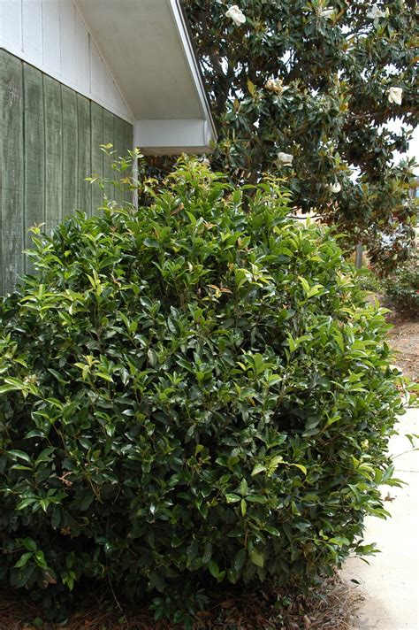 Osmanthus fragrans | Kiefer Nursery: Trees, Shrubs, Perennials