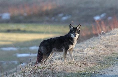 Coywolf: New Coyote-Wolf Hybrid Species on the Rise in Northeast US