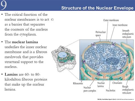 The Nucleus Nuclear Organization Nuclear Envelope and Molecular ...