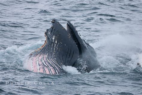 Humpback whale lunge feeding on Antarctic krill, Megaptera novaeangliae, Gerlache Strait ...