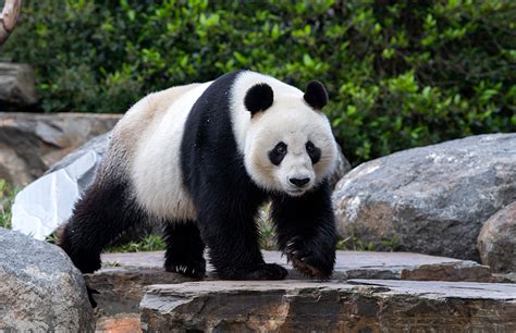 Adelaide Zoo ready to welcome visitors after nearly 90 days of closure