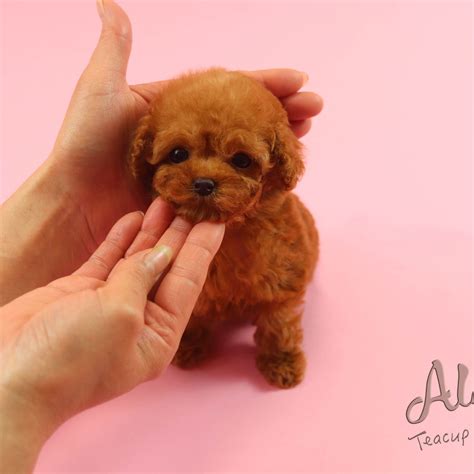 ☕️Teacup Mini Poodle is Only here☕️ https://www.alohateacuppuppies.com/ _ #poodlestagram # ...