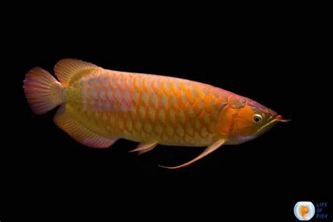 Red Asian Arowana | 13 Super Interesting Facts You Must Know