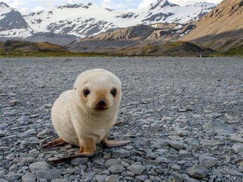 ANTARCTIC FUR SEAL PUP...Today's Free Photo for Windows, Mac, Android ...