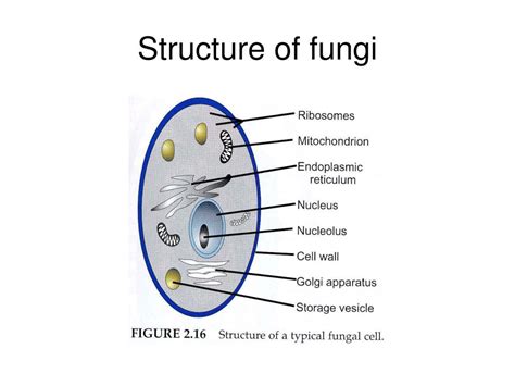 Structure Of Fungi - SEONegativo.com