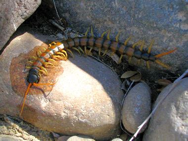 Giant Desert Centipede