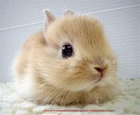 Baby Bunny Wallpaper - WallpaperSafari