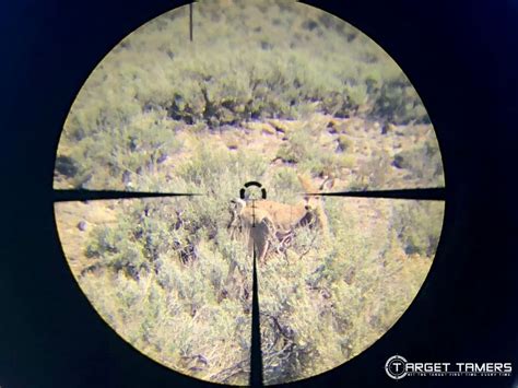 Best Rifle Scope Magnification for Various Yard Ranges