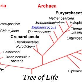 Examples Of Archaea A Tree Of Life Domain Museum Of