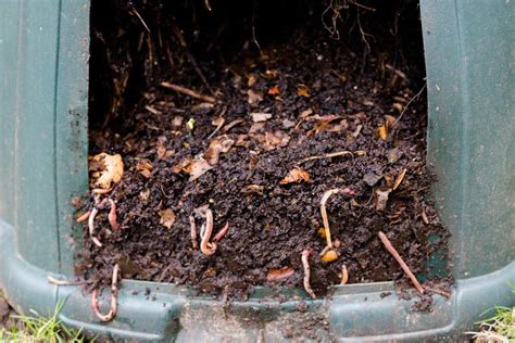 Ants In Compost Bin - What To Do?