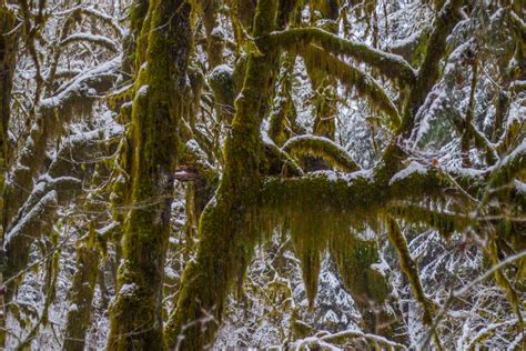 Photos: Hoh rain forest turns into a "snow" forest | KOMO