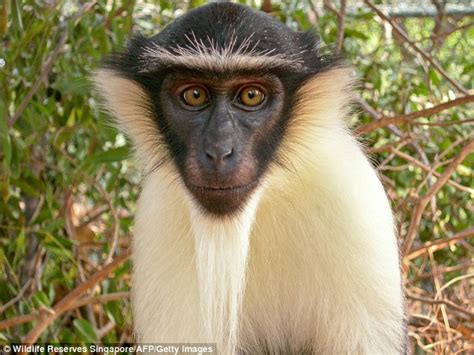 HALF of our closest primate relatives are on the brink of extinction around the world | Daily ...