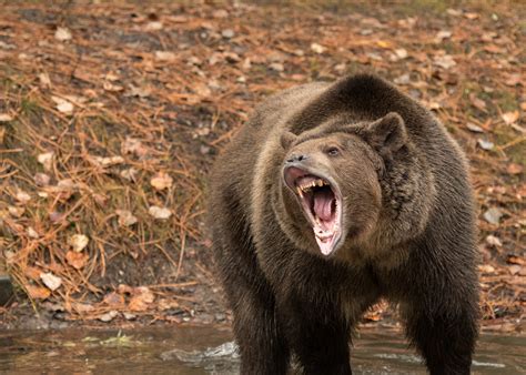 Photography by Vinny Colucci | Montana Wildlife Photography Adventure