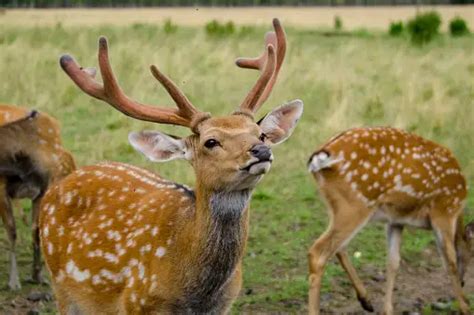 Sika Deer Pictures | Download Free Images on Unsplash