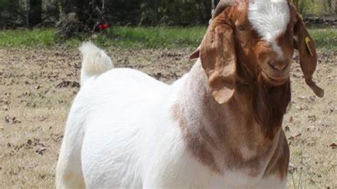 Raising Boer Goats for Show: Selection, Care and Showing