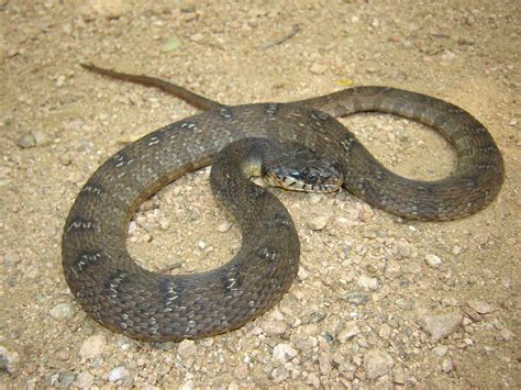 Water snakes are commonly encountered in the Dallas Fort Worth area