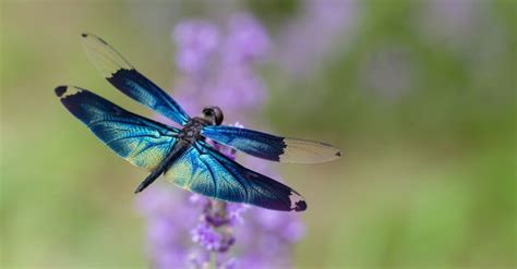 Dragonfly Lifespan: How Long Do Dragonflies Live? - A-Z Animals