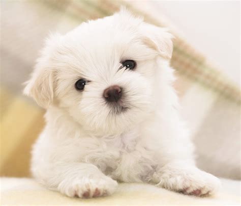 Free Dog Screensavers and Wallpaper - WallpaperSafari