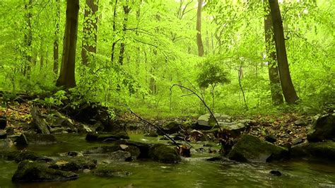 60 minutes of Woodland Ambiance (Nature Sounds Series #4) Trickling Stream & Birds Sounds - YouTube