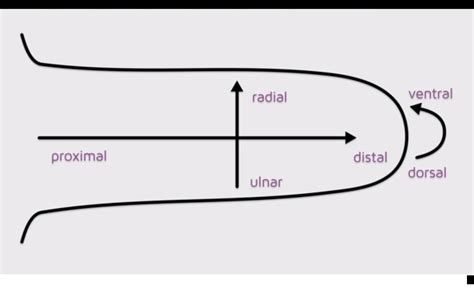 Development of the Limb Bud(Embryology) — OrthopaedicPrinciples.com