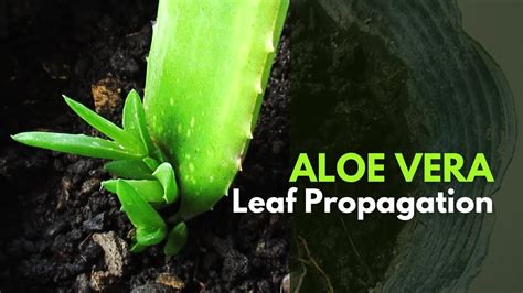 Aloe Vera Leaf Propagation: Is It Possible?