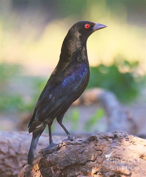 Bronzed Cowbird Photograph by Myrna Bradshaw - Fine Art America